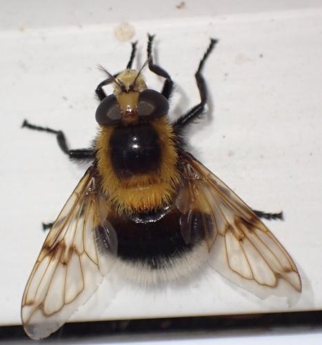 Volucella bombylans